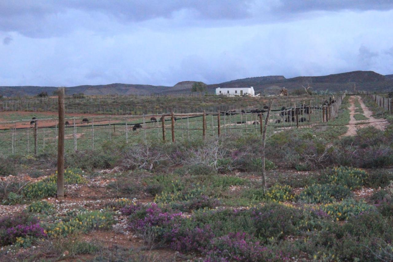 Pureplaas Self Catering Volmoed Oudtshoorn Klein Karoo Leilighet Eksteriør bilde