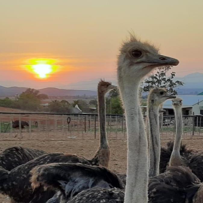 Pureplaas Self Catering Volmoed Oudtshoorn Klein Karoo Leilighet Eksteriør bilde