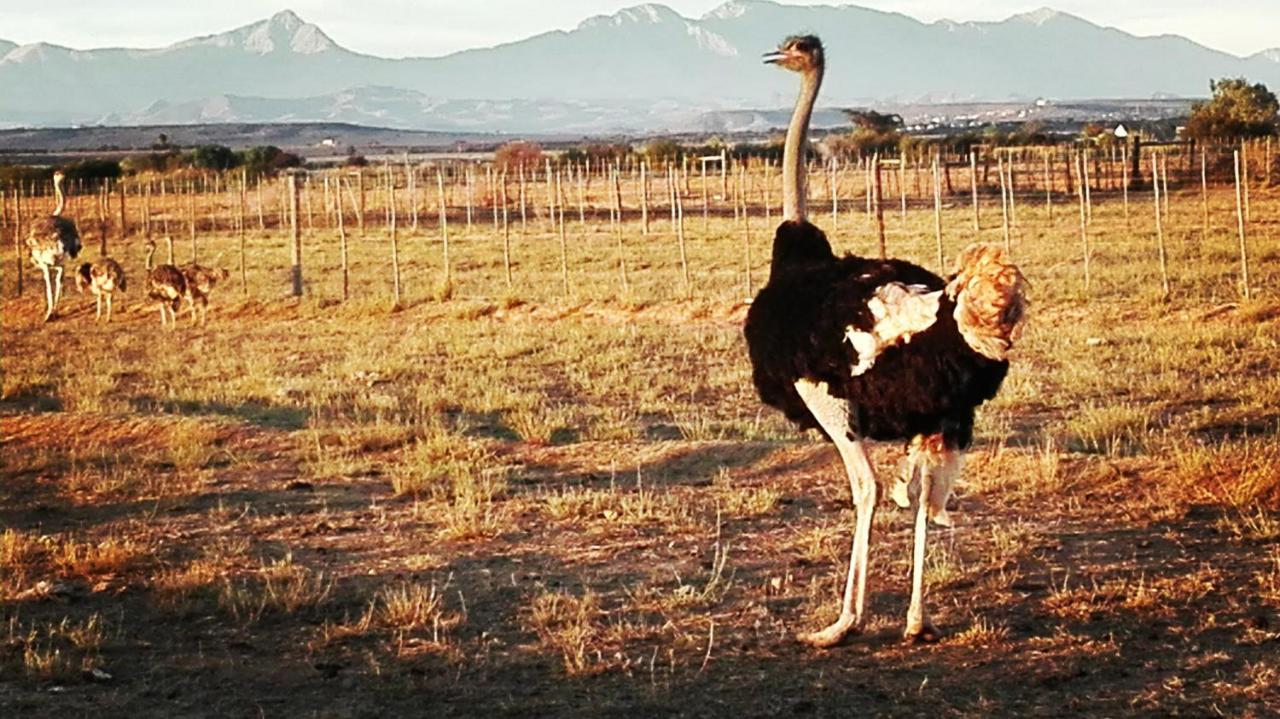 Pureplaas Self Catering Volmoed Oudtshoorn Klein Karoo Leilighet Eksteriør bilde